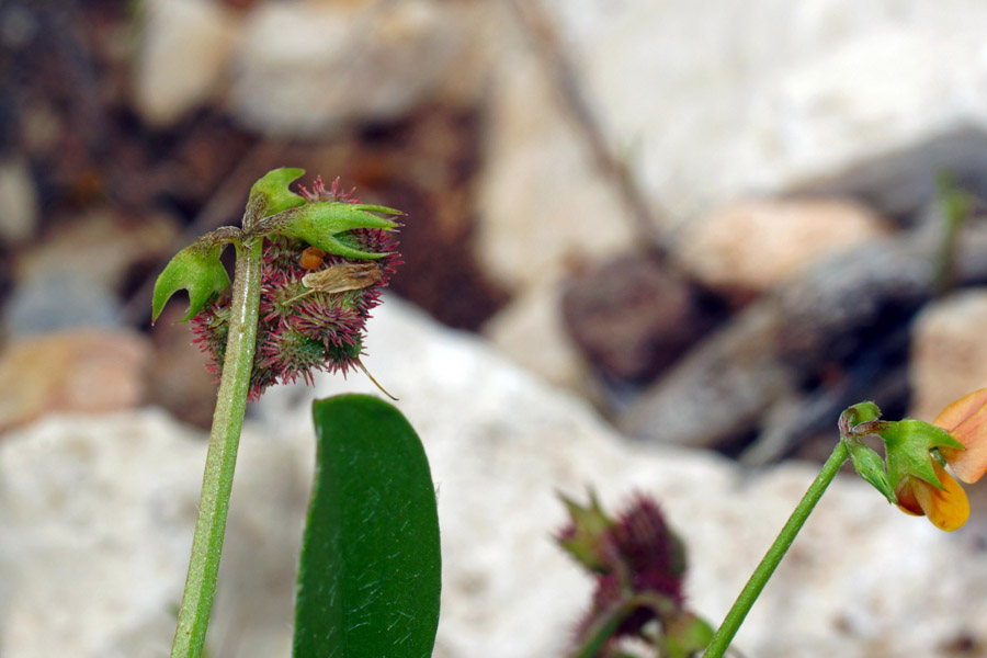 Scorpiurus muricatus / Erba-lombrica comune